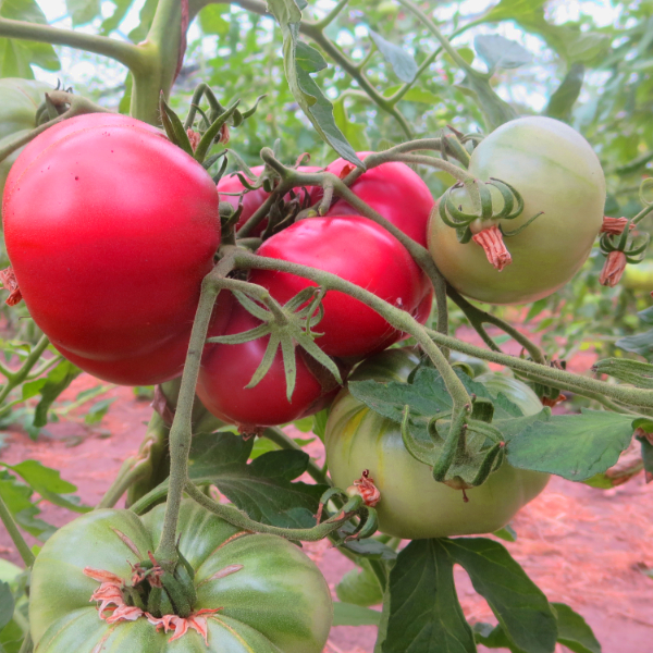 Rote Paradeiser mit Geschmack