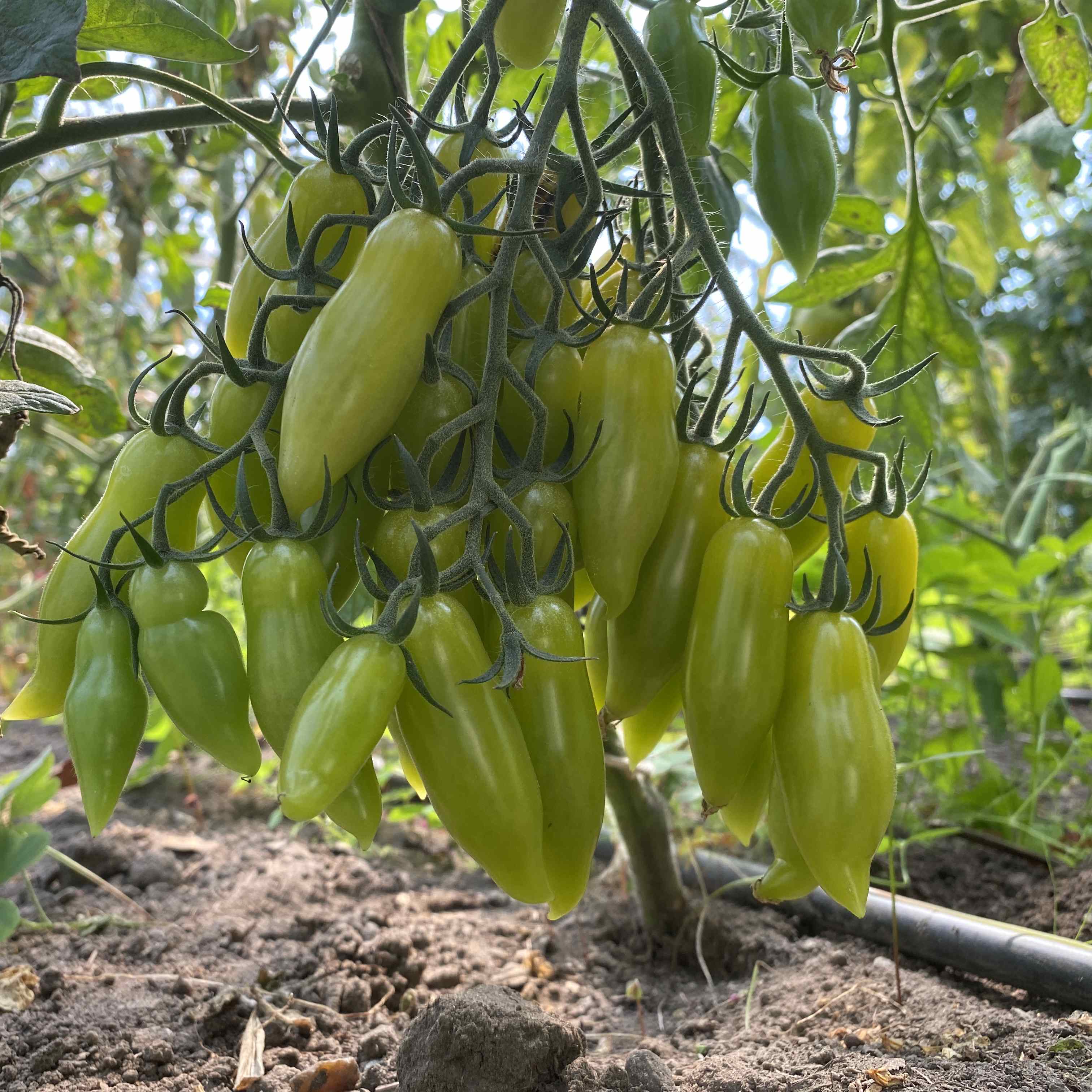 Tomatensaatgut My Dancing Green Fingers