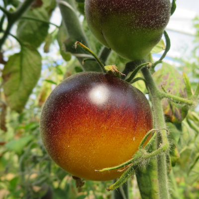Blau Gelbe Tomate