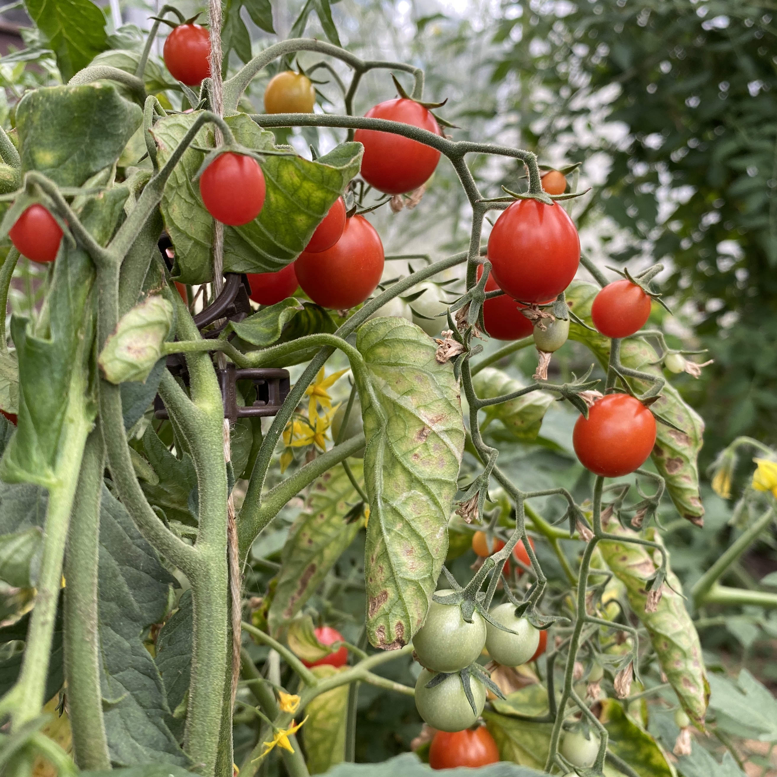 Tomatensaatgut Micro Cherry