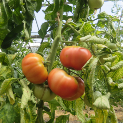 Orange alte Tomatensorte