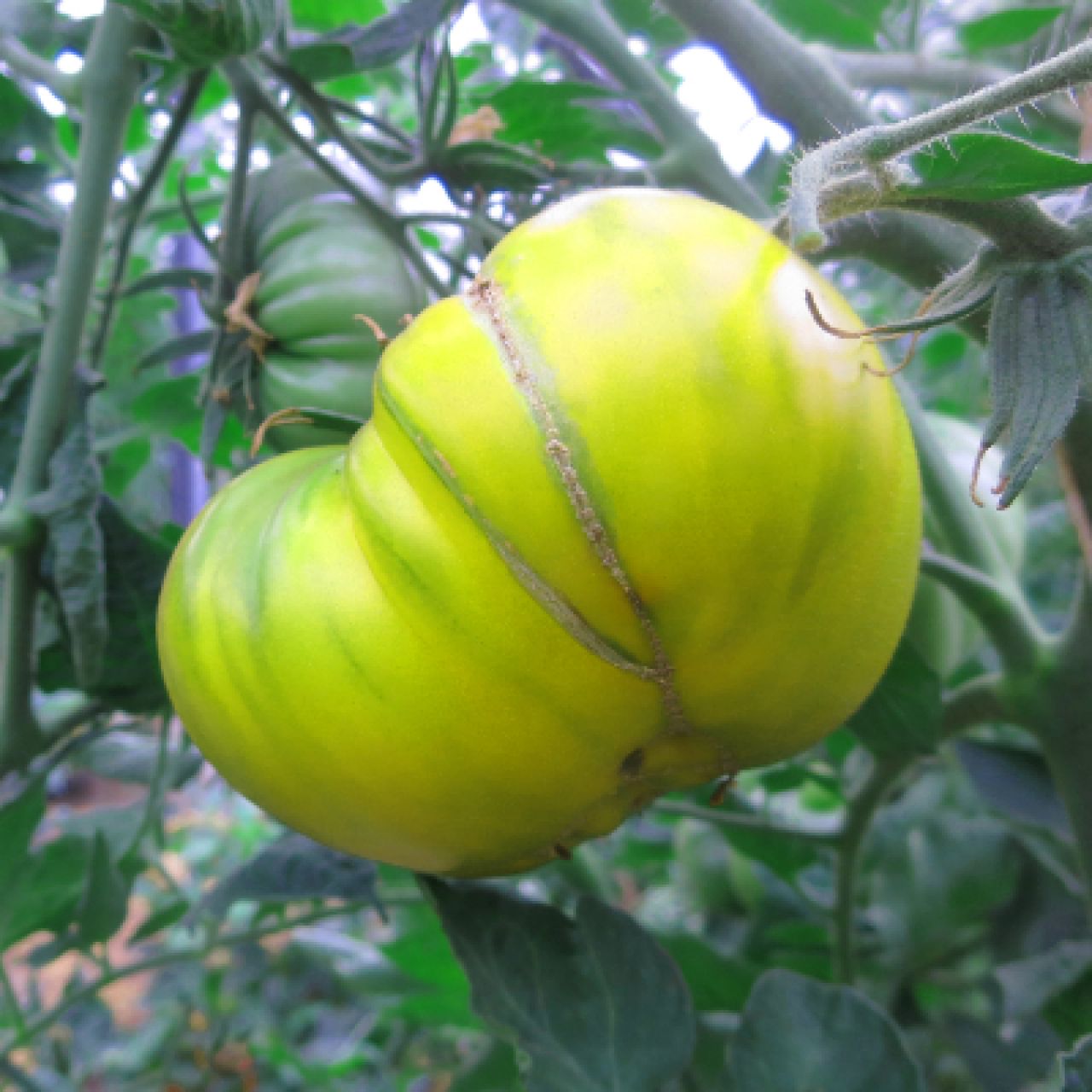 Saatgut Samen Von Der Tomate Gr ne Helarios