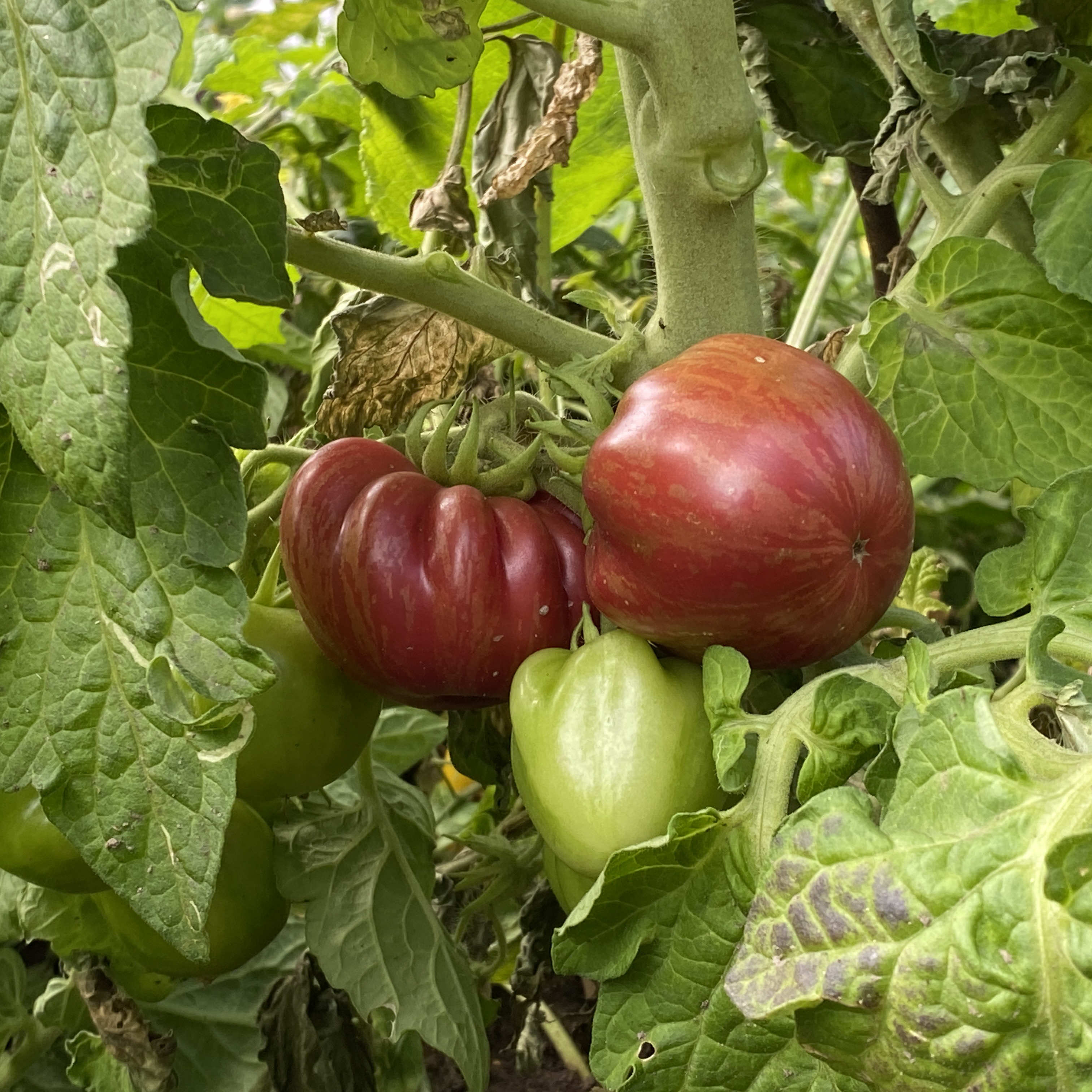 Tomatensaatgut Orion's Belt
