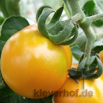 Orange und Gelbe Bio Tomate mit echtem Geschmack