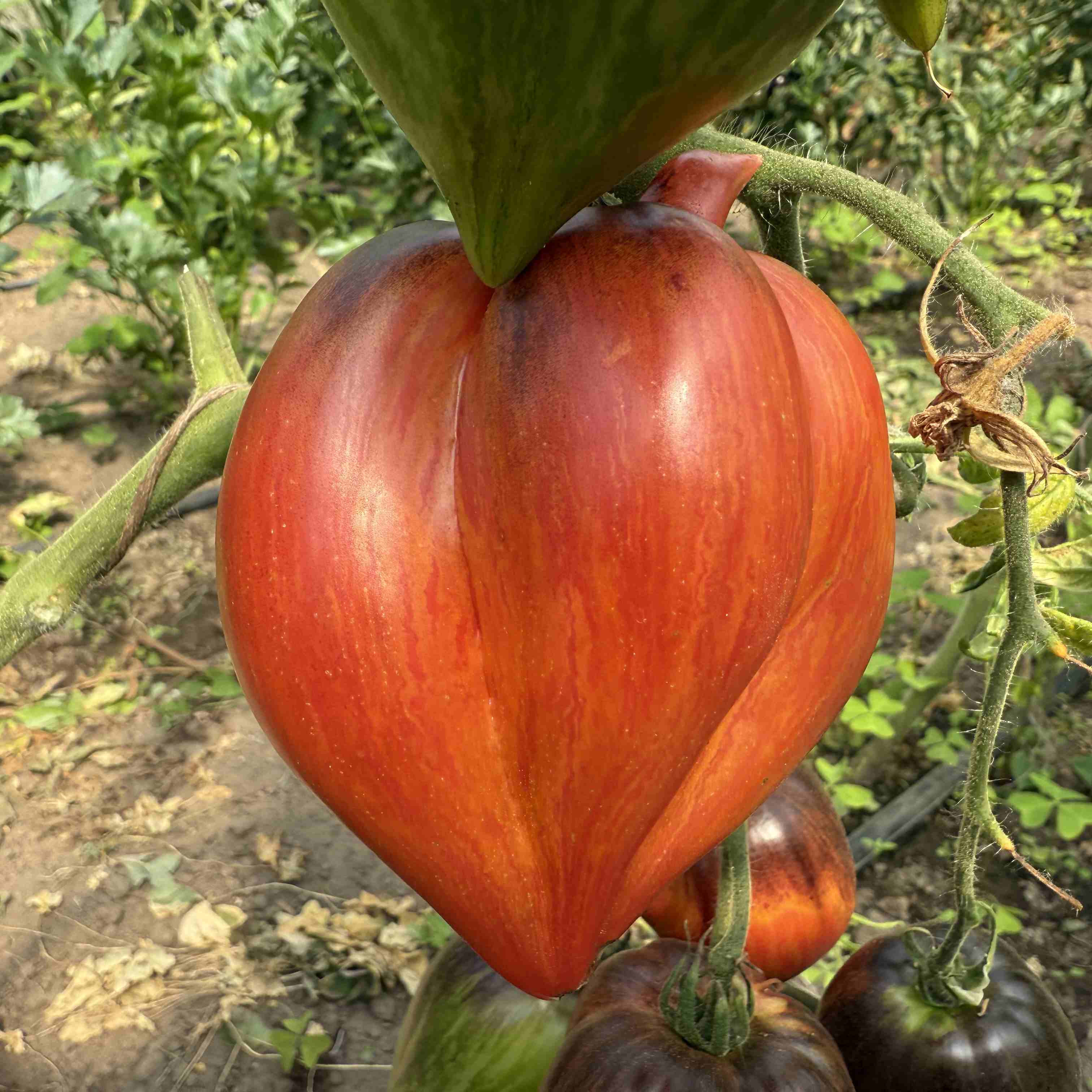 Tomatensaatgut Crushed Heart