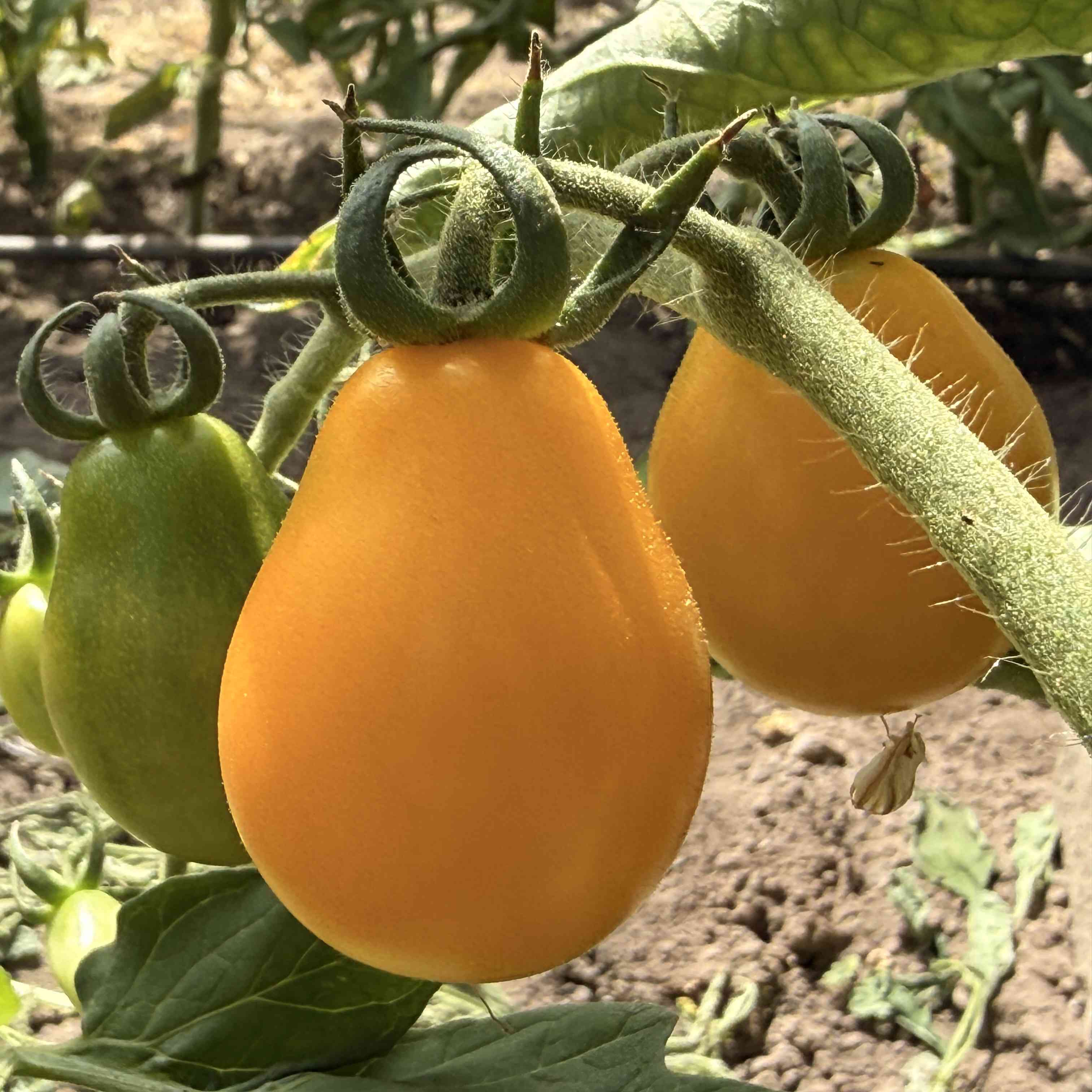 Tomatensaatgut Gelbe Birne