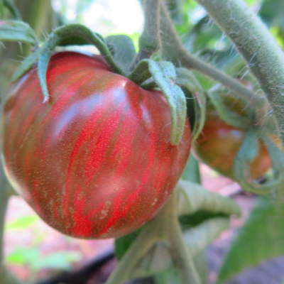 Rot und Pink gestreifte Tomatenvielfalt