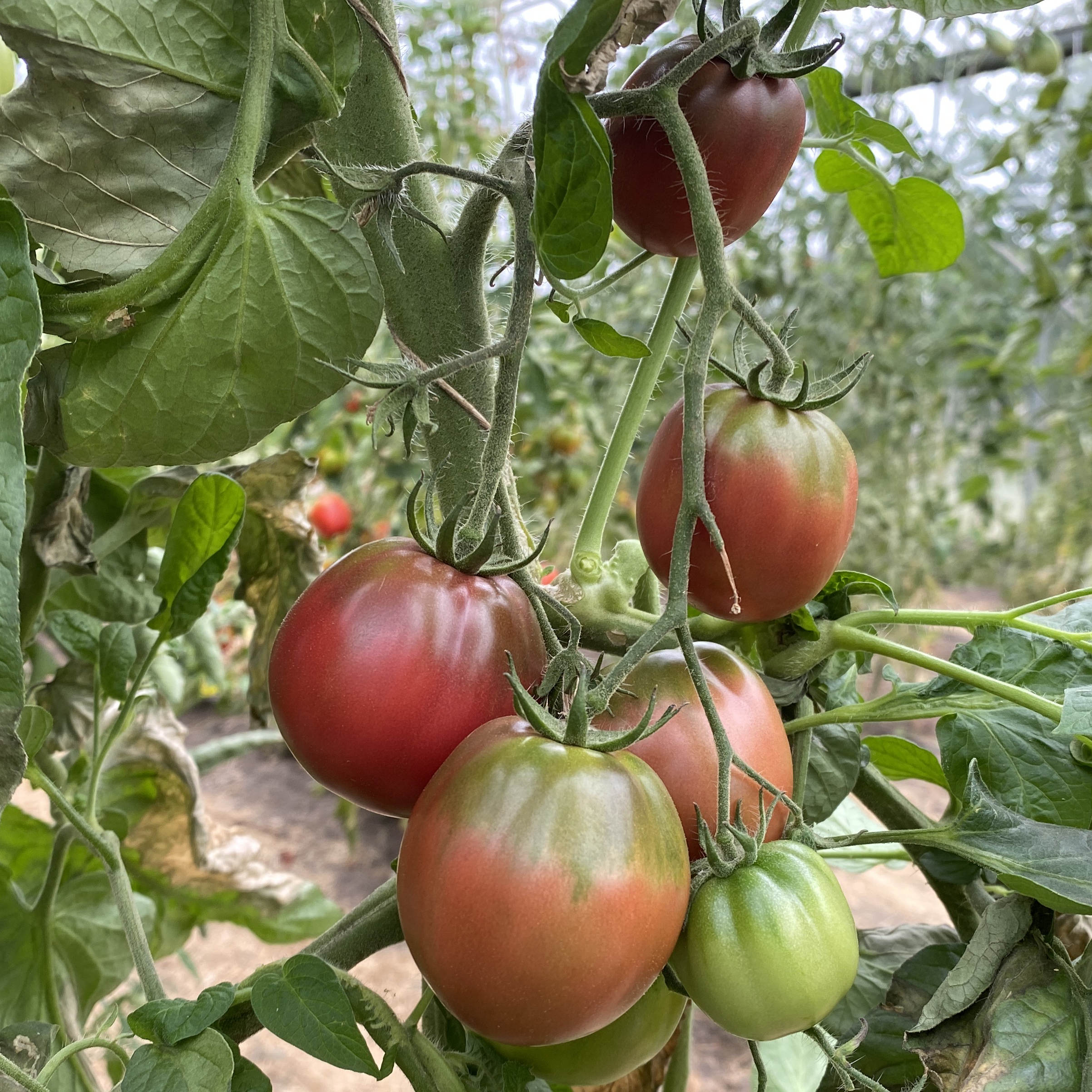 Tomatensaatgut Boars Hoof