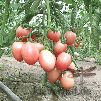Rot/Pinke Demeter Tomatenvielfalt