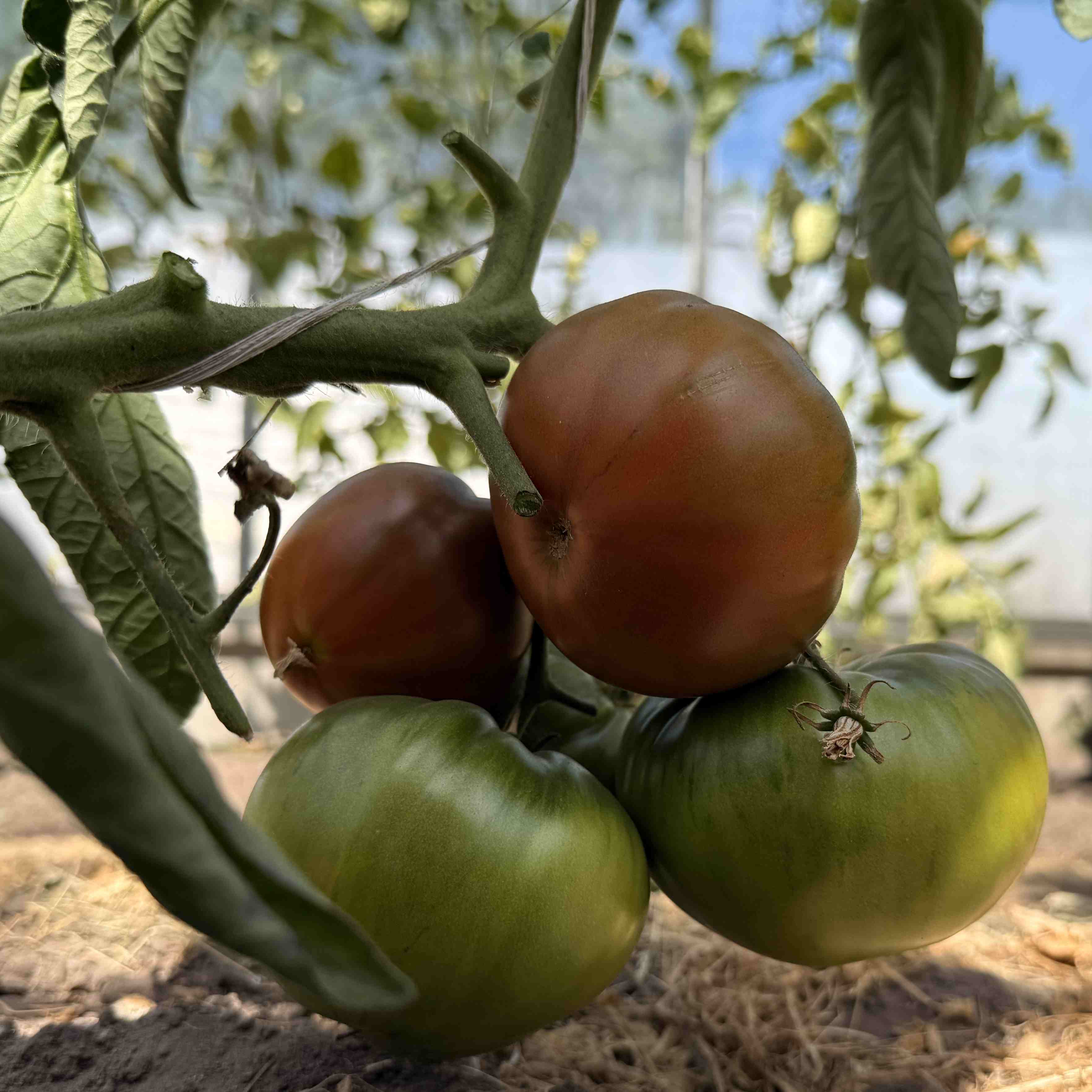 Tomatensaatgut Black Brandywine