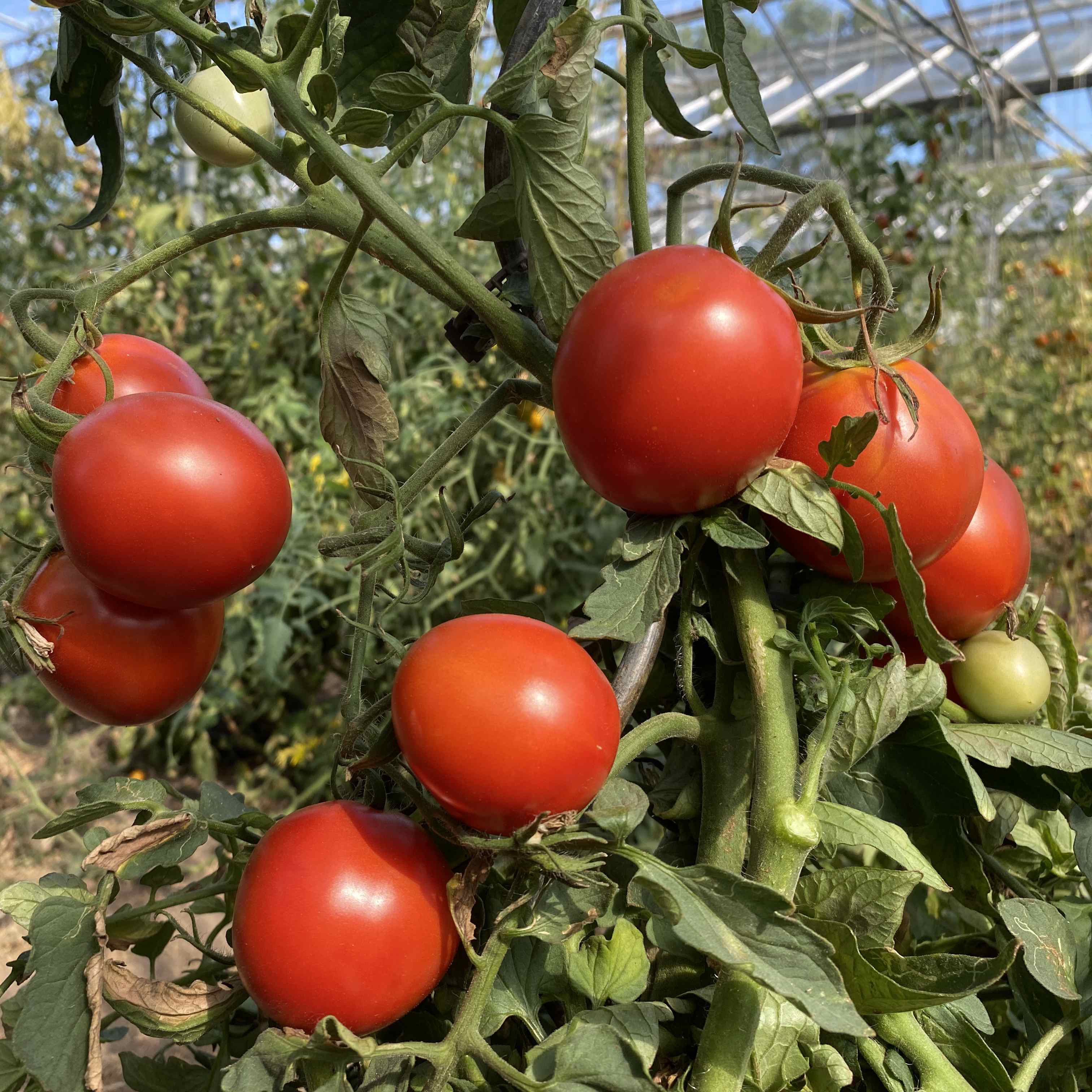 Tomatensaatgut Uta
