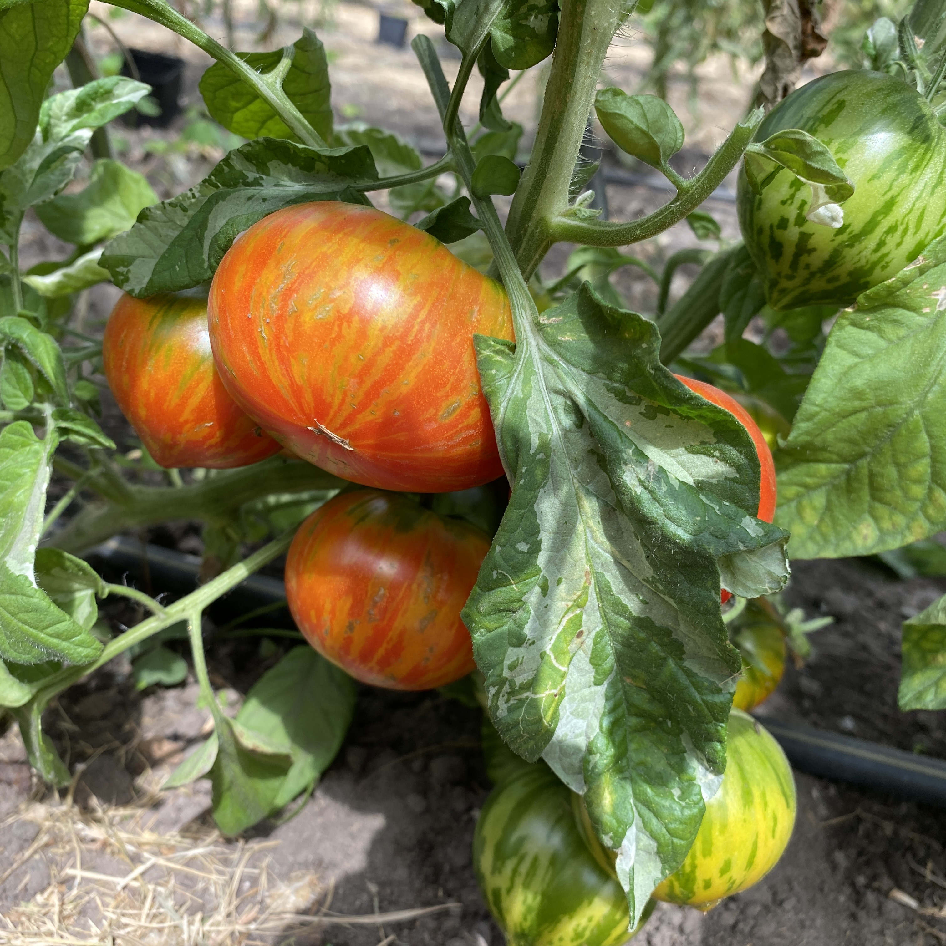 Tomatensaatgut Gandolf