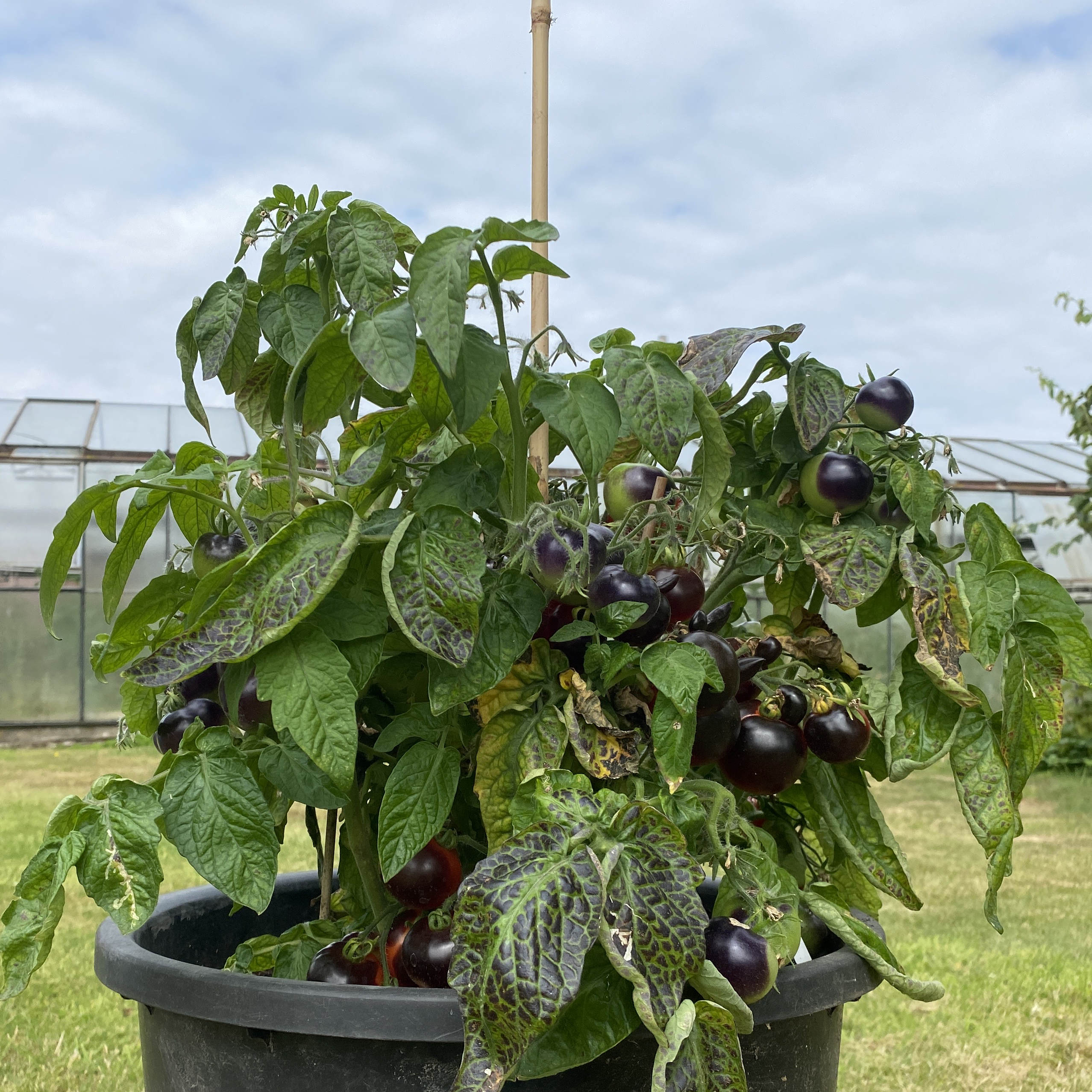 Tomatensaatgut Blaue Zimmertomate