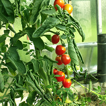 Roter Cherry Tomatenstrauch mit Geschmack