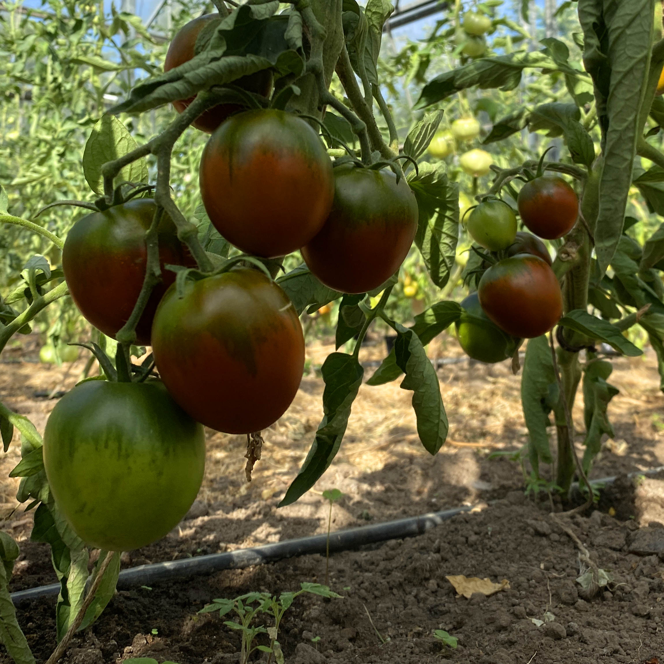 Tomatensaatgut De Berao Schwarz