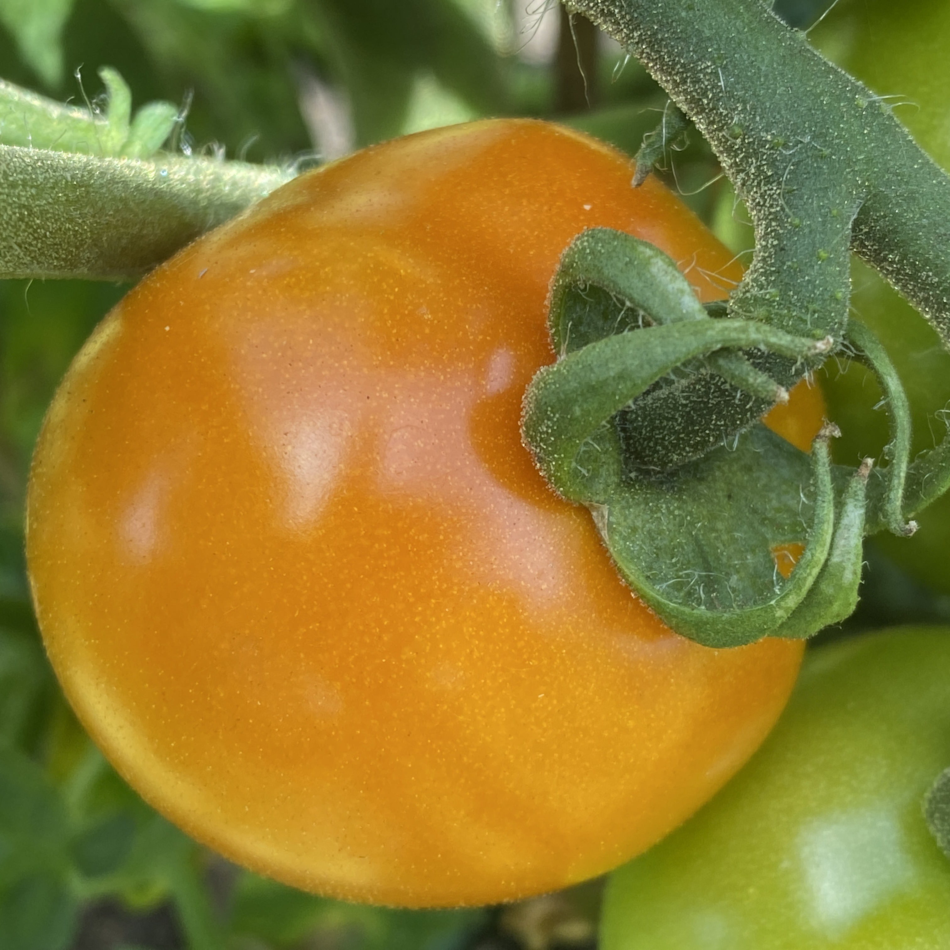Tomatensaatgut Utenok