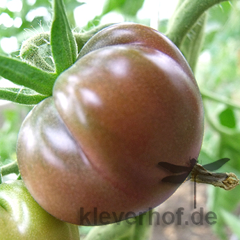 Braune Tomatenvielfalt