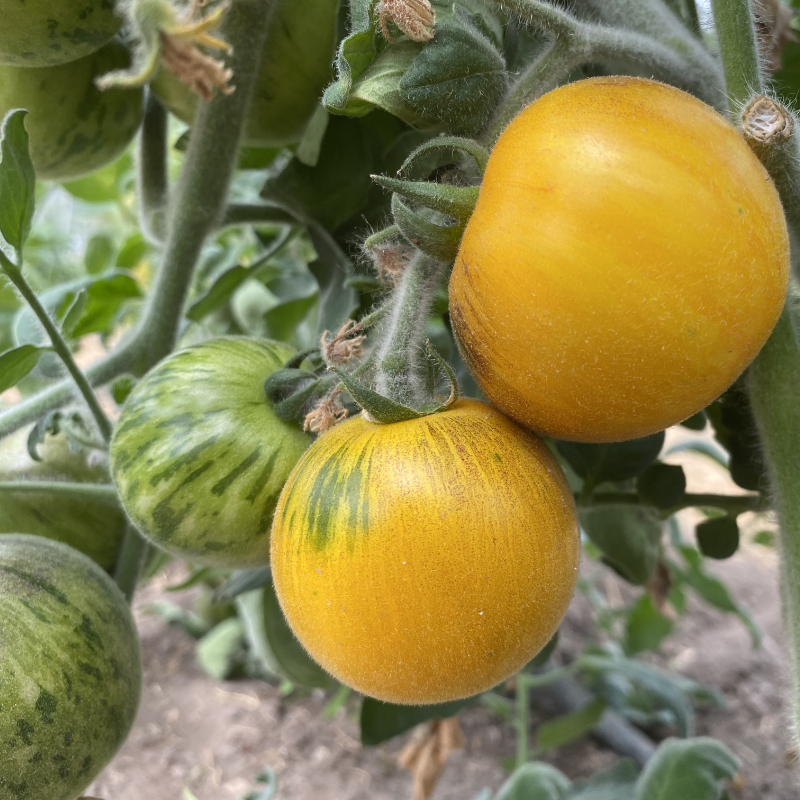 Gelbe Tomatenfrucht mit Schwarzen streifen 
