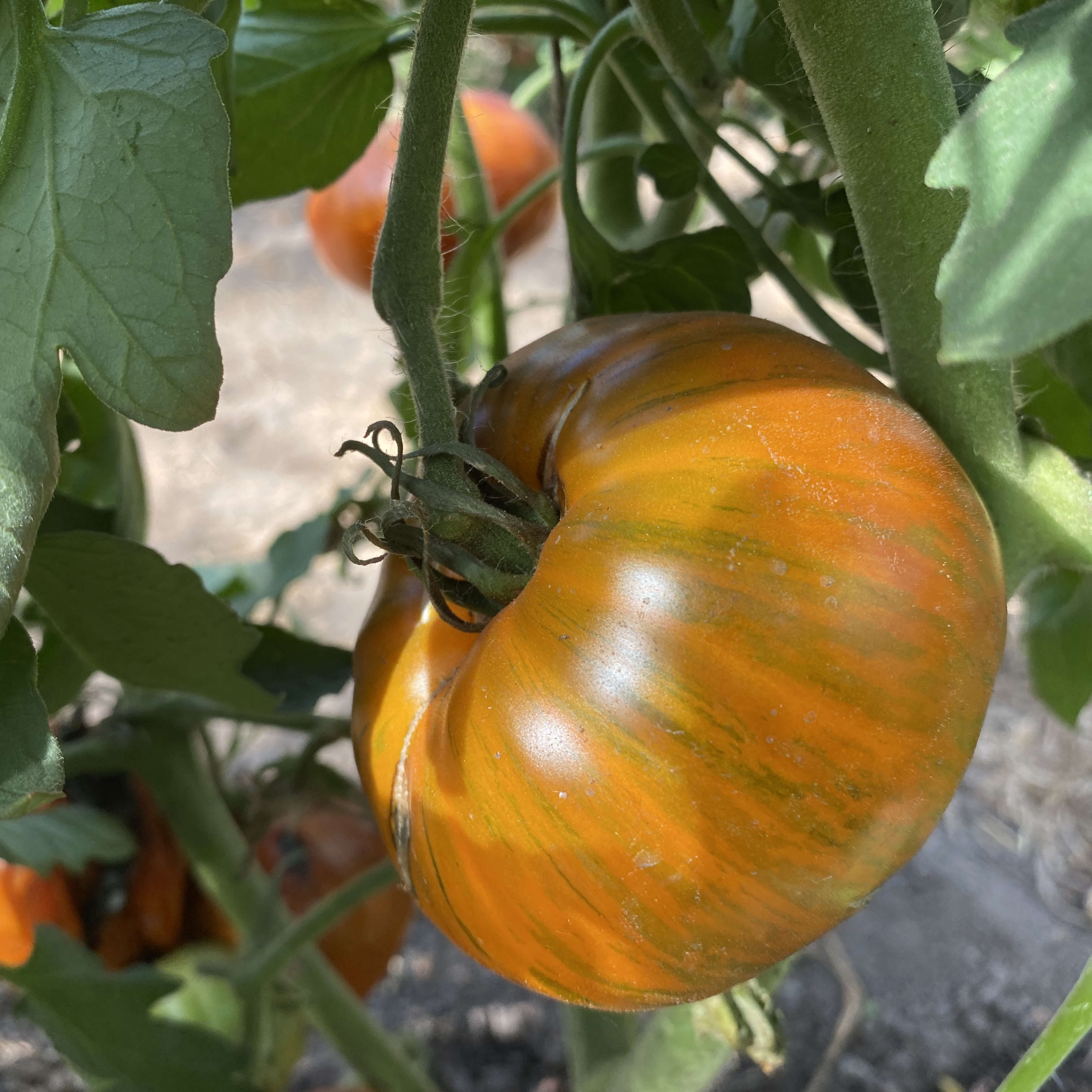 Tomatensaatgut Orange Ghabbana