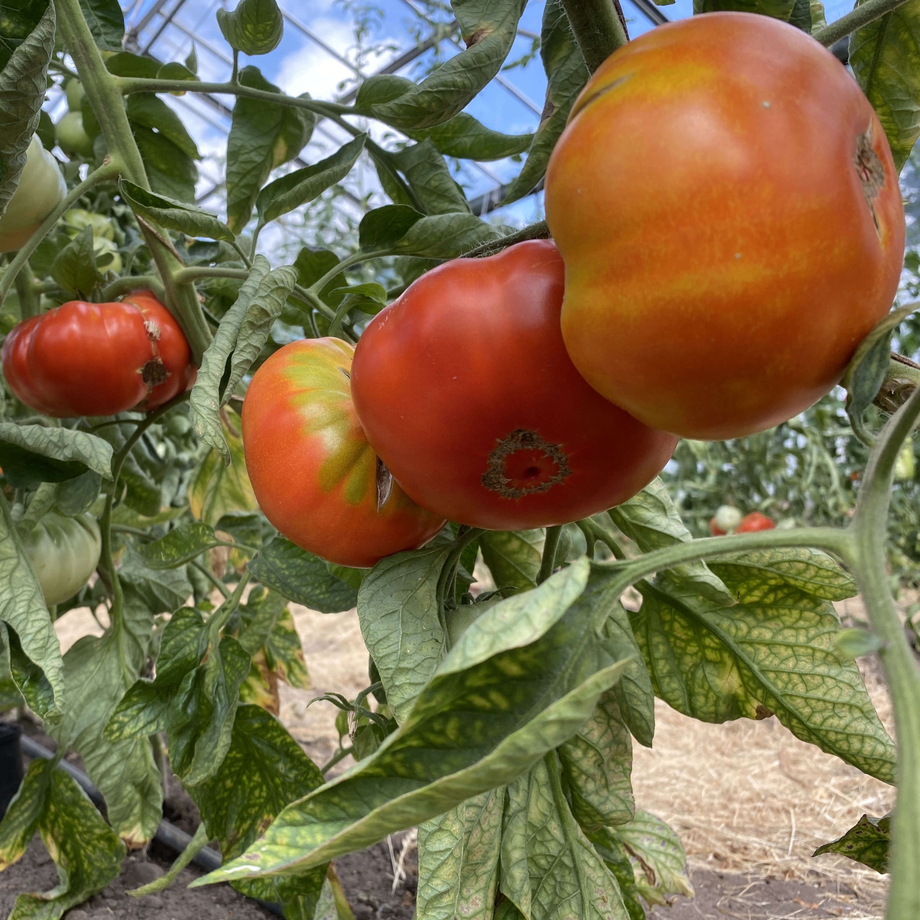 Tomatensaatgut Brandywine Red