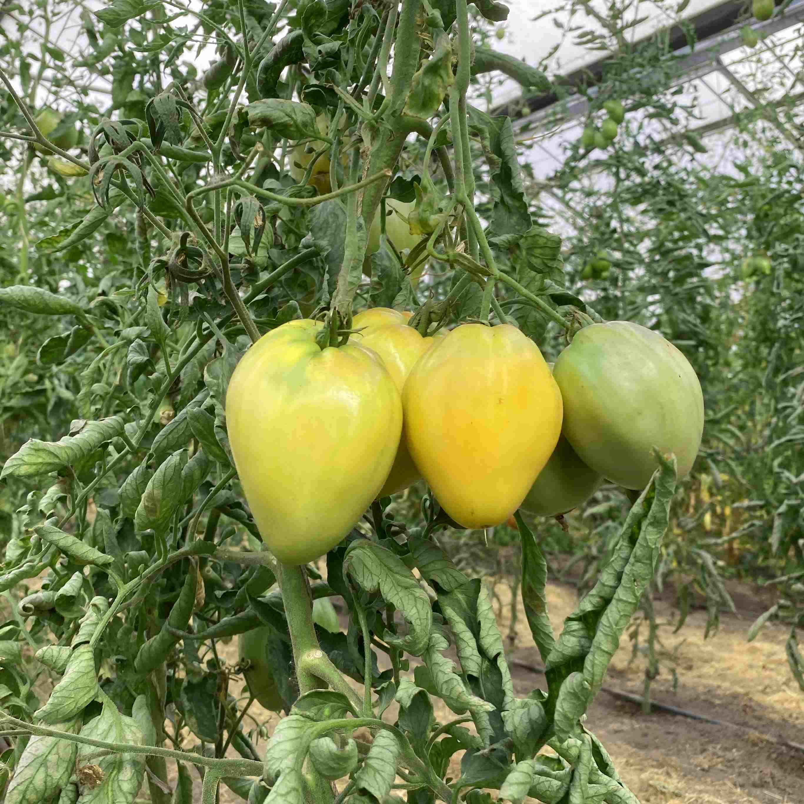 Tomatensaatgut Homer Fike's Yellow Oxheart