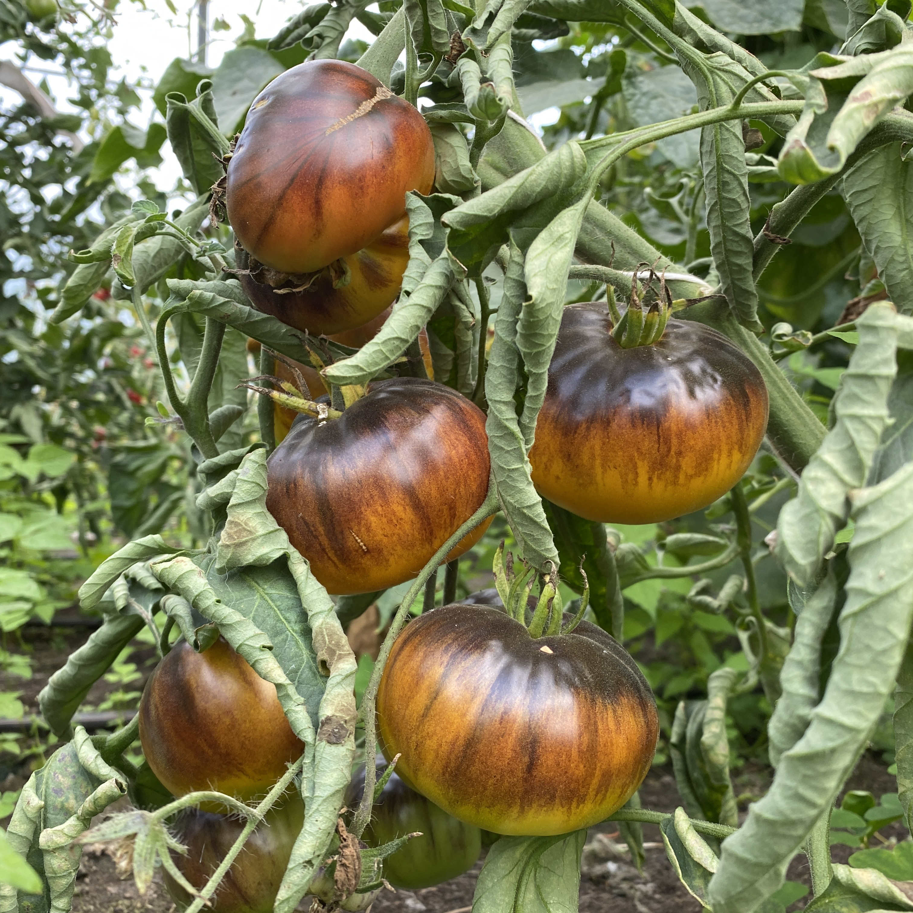 Tomatensaatgut King Blue