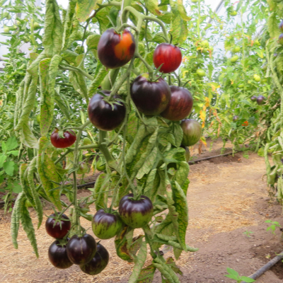 Rot/Schwarze Tomatenrarität mit Wunderbarem Geschmack
