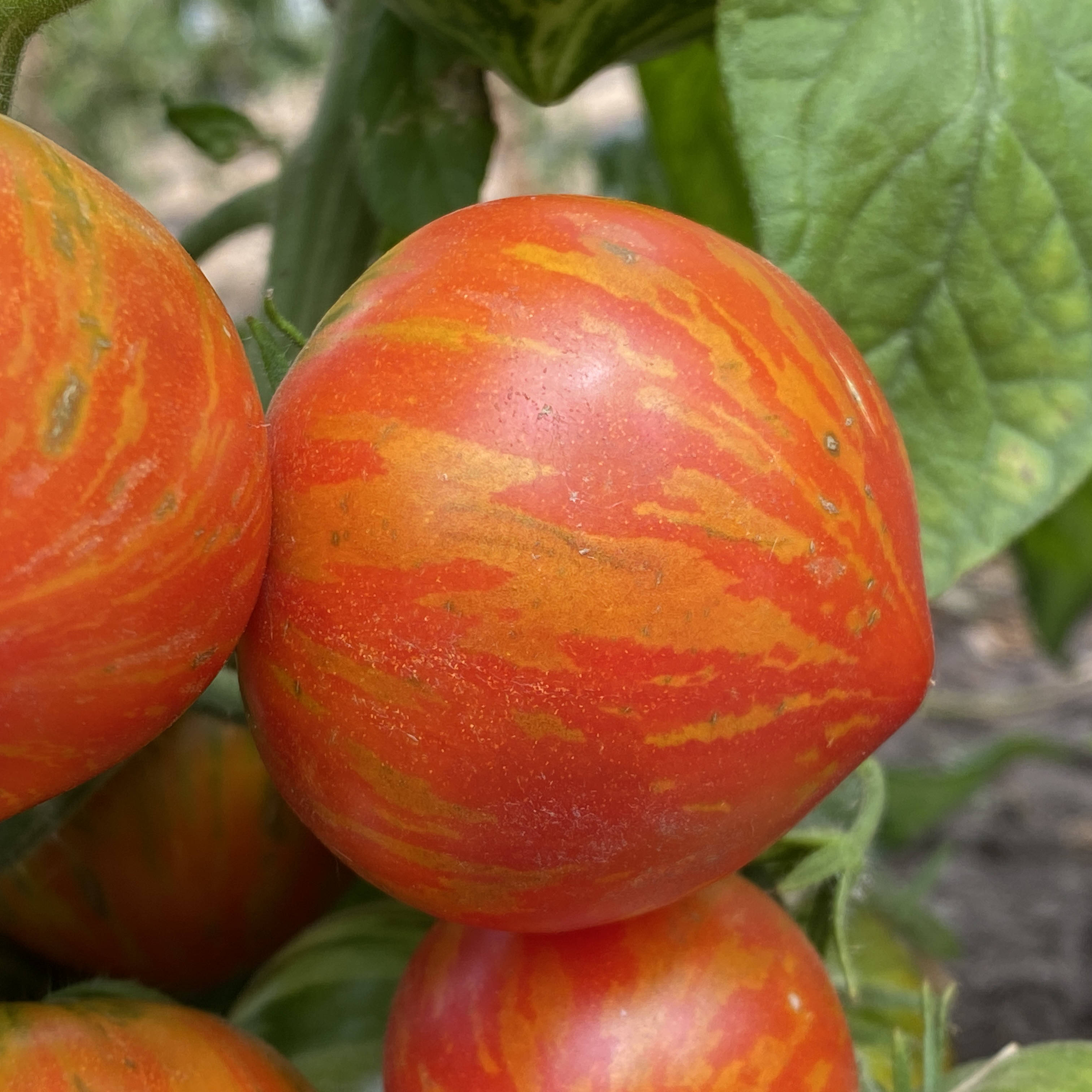 Tomatensaatgut Gandolf