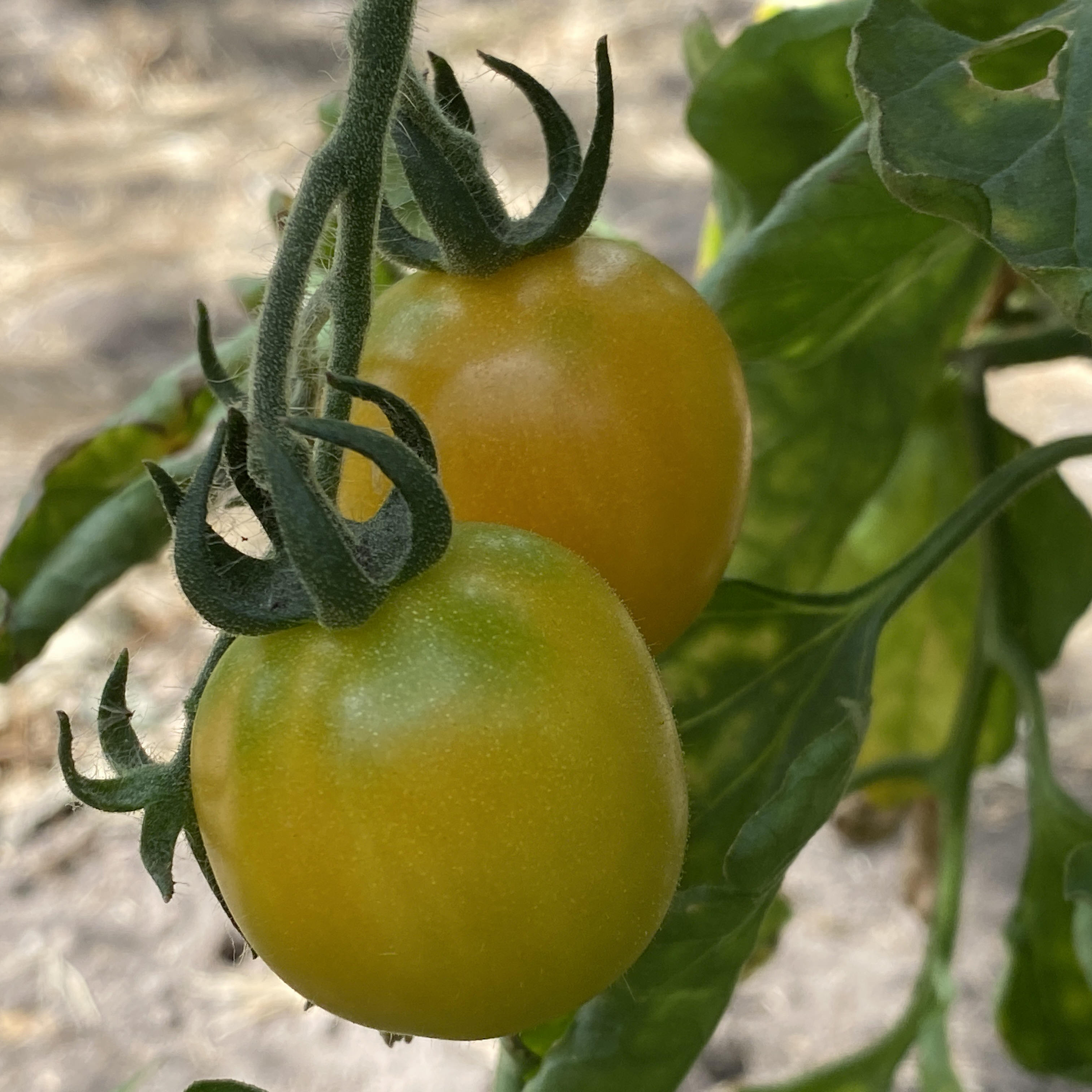 Tomatensaatgut Marizol Gold Cherry