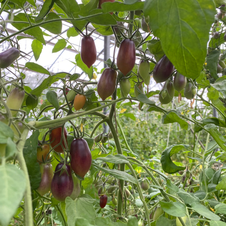 Rote und Blaue Tomatenfrüchte