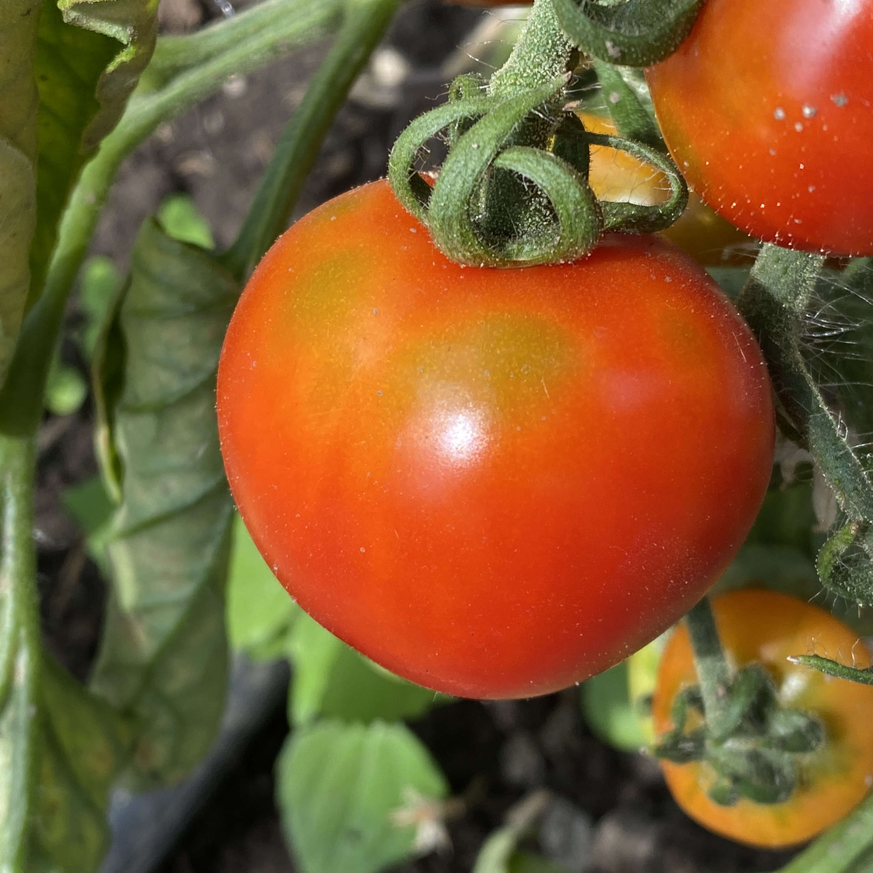 Tomatensaatgut Washington Cherry