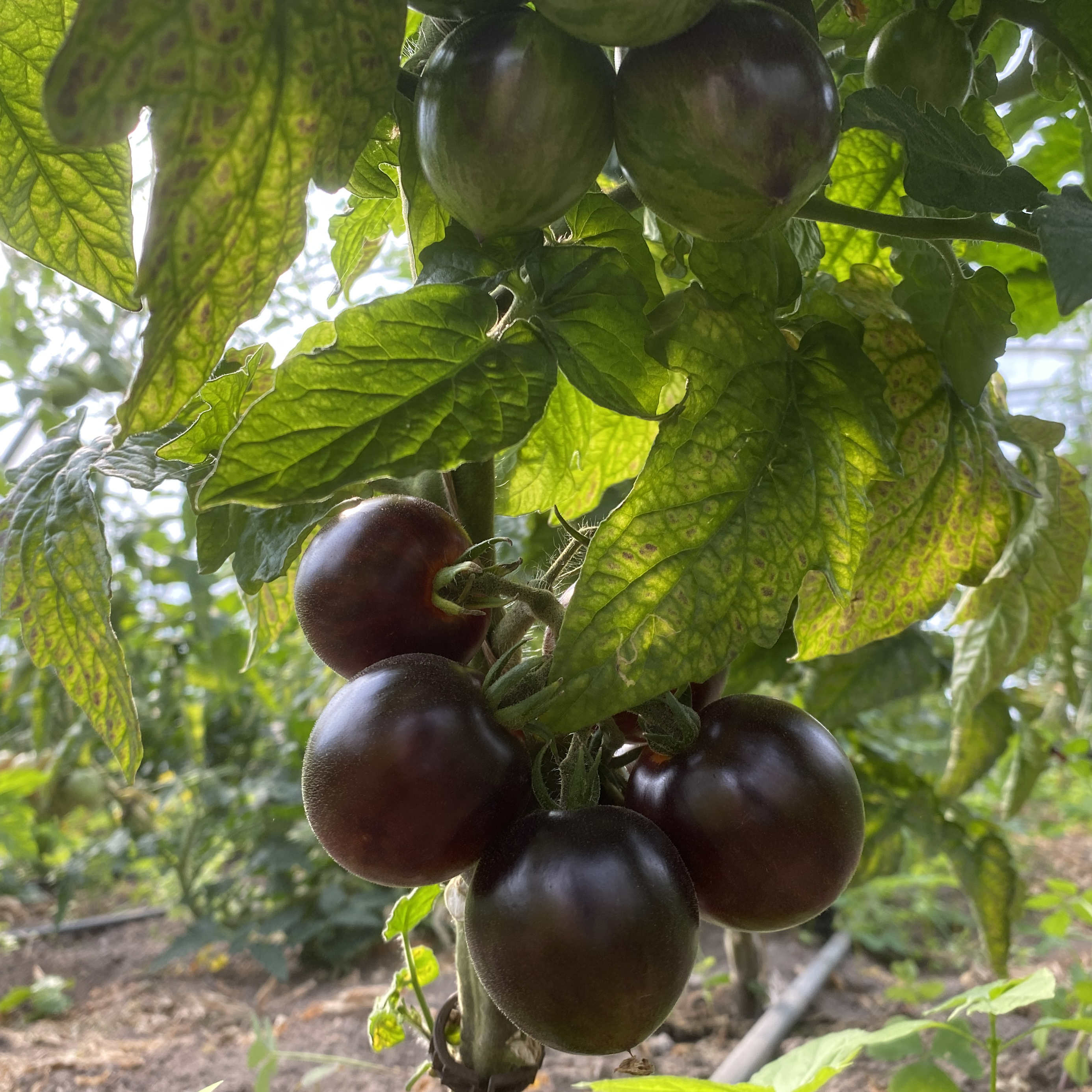 Tomatensaatgut Feuerkugel