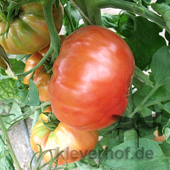 Orange und Rote Tomatenvielfatl mitGeschmack