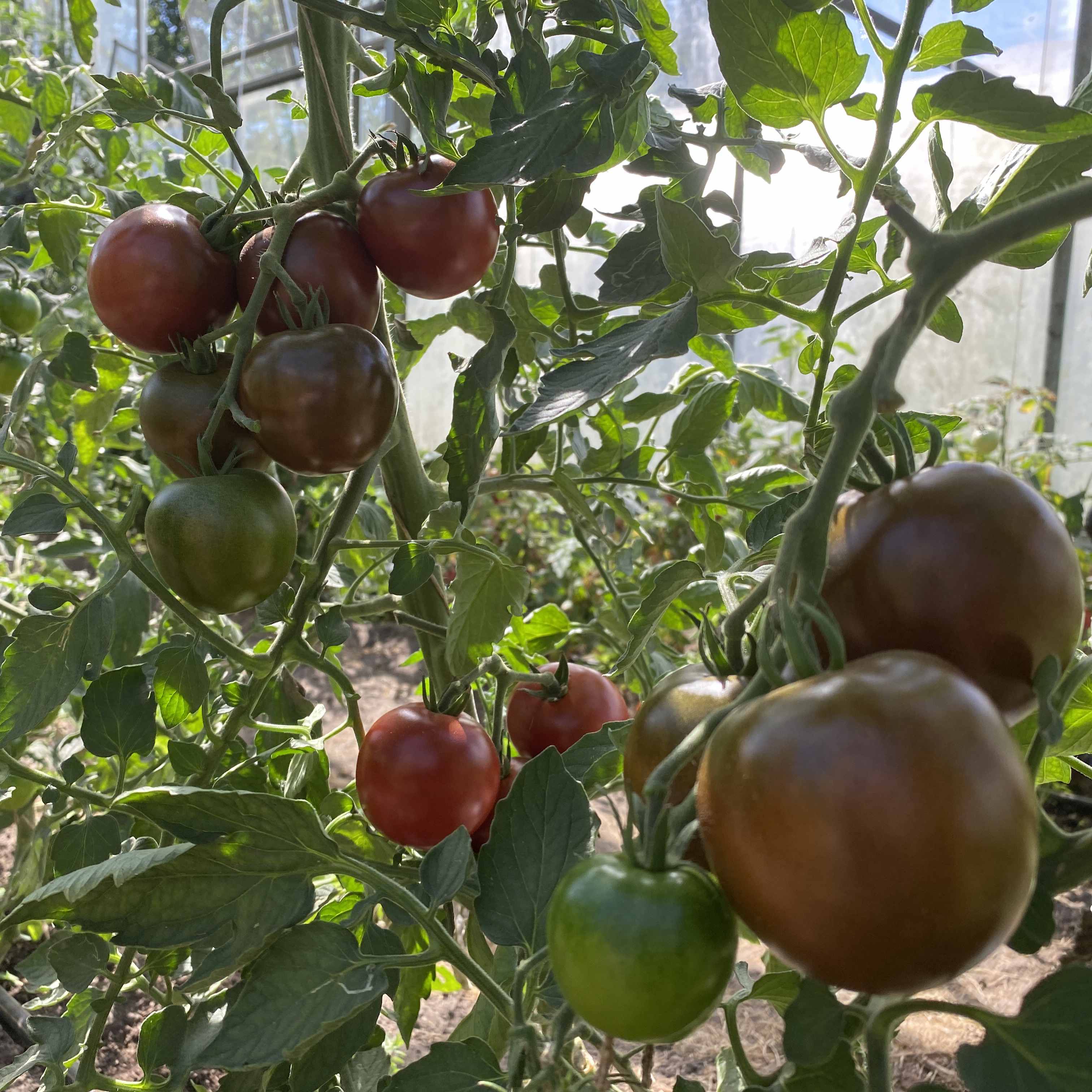 Tomatensaatgut Schwarze Ella