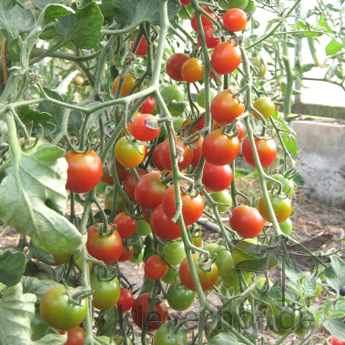 Kleine rote cherry Tomaten am Strauch