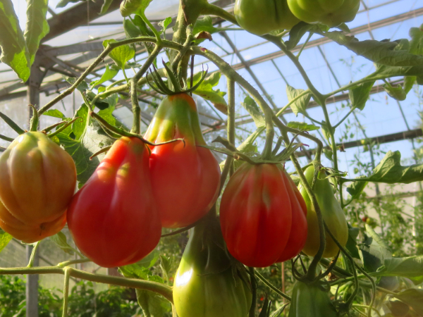 Coole Rote Tomatenfrucht