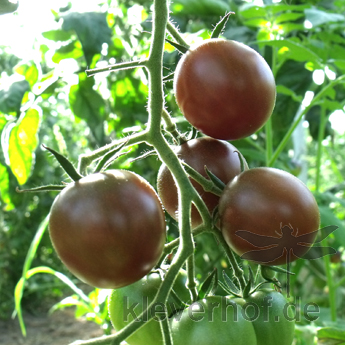 Braune Tomatensorte mit Geschmack