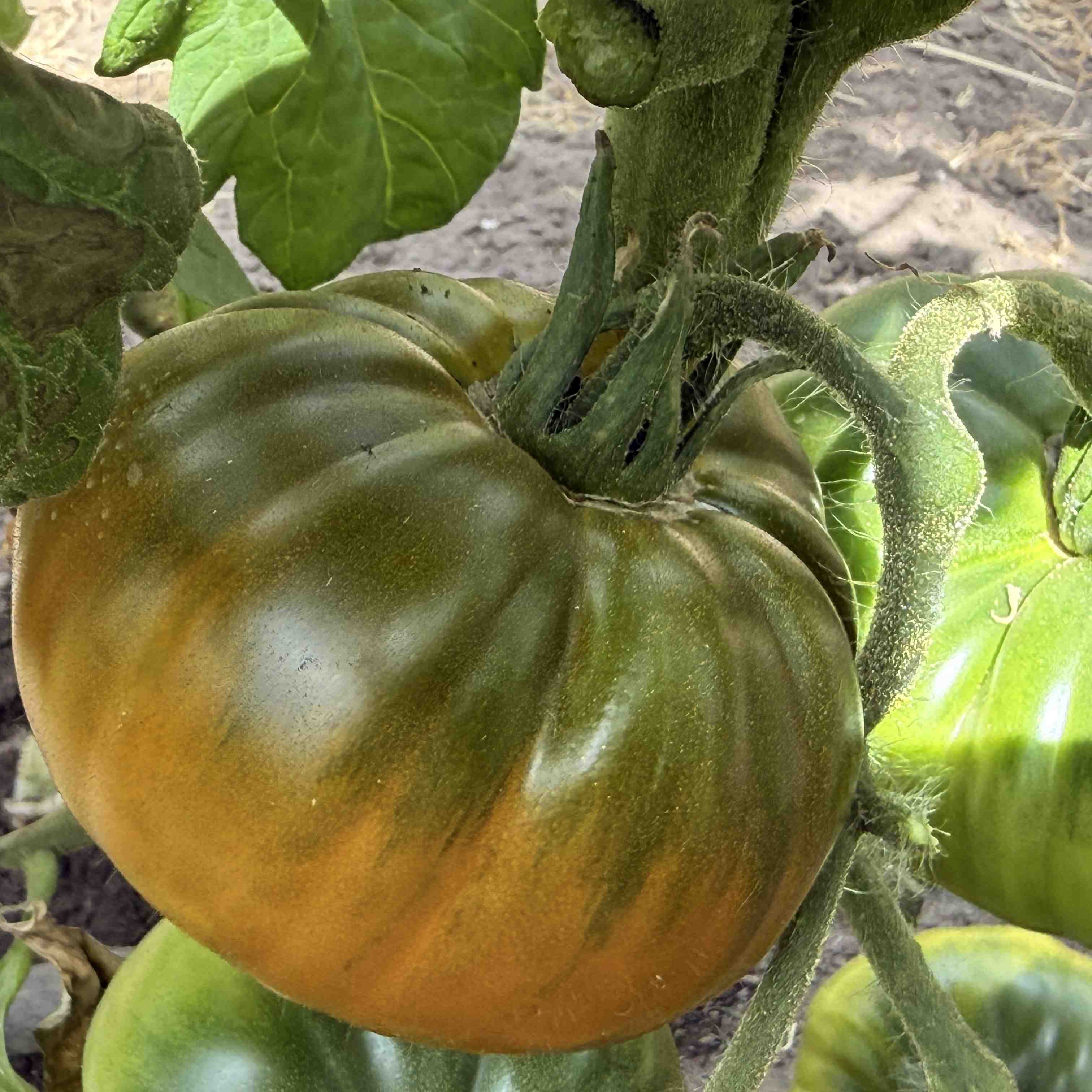 Tomatensaatgut Bo Mango