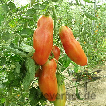 Orange längliche Tomatenvielfalt