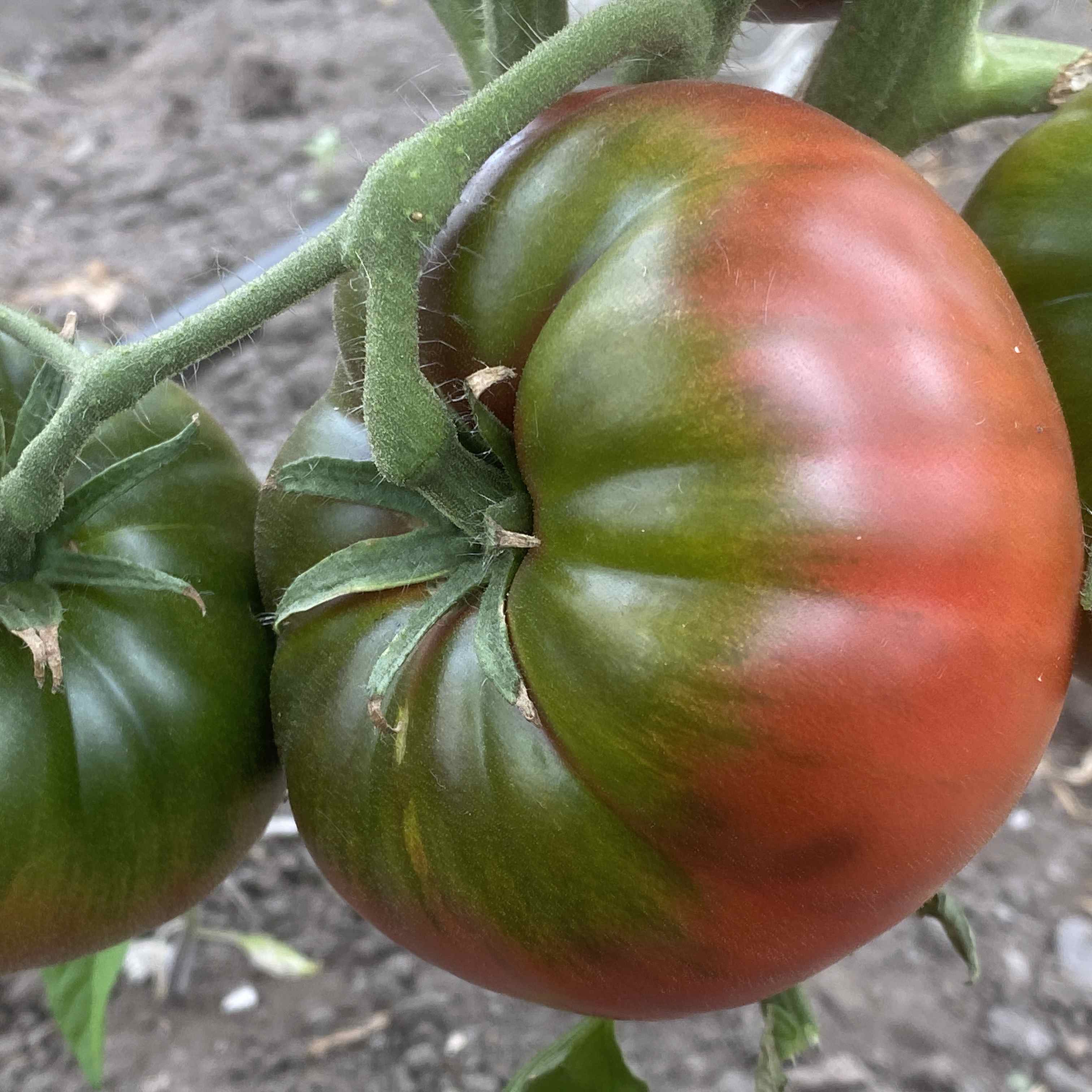 Tomatensaatgut Schwarzer moldawischer Elefant