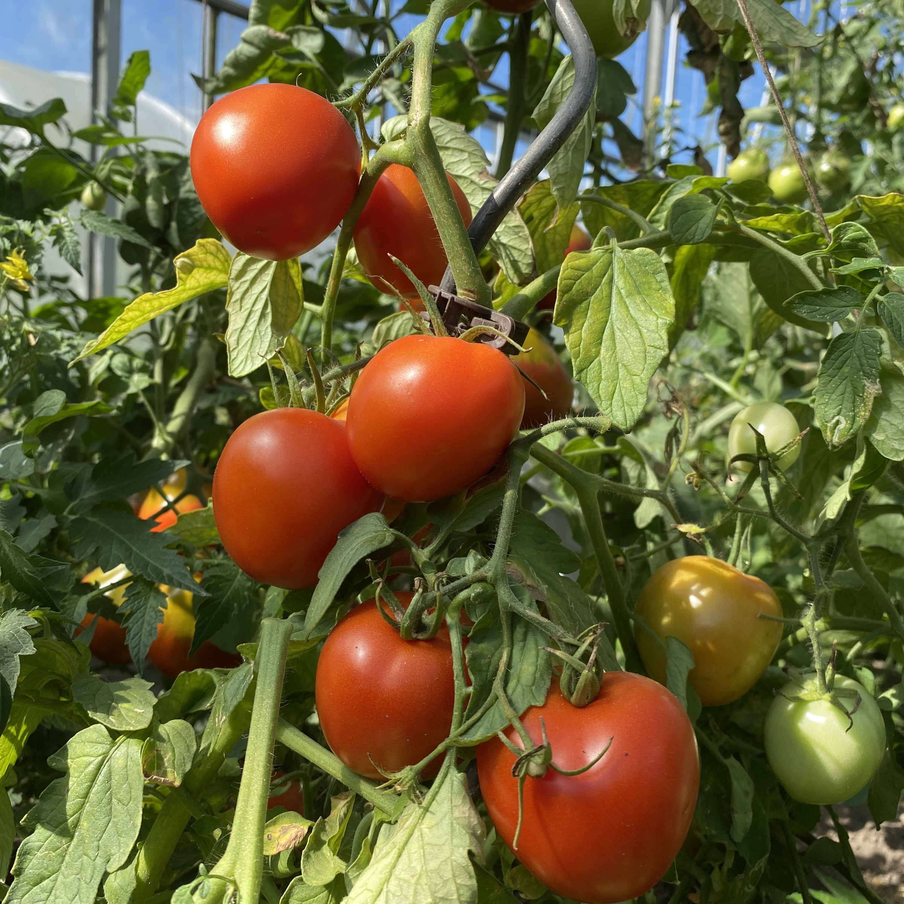 Tomatensaatgut Katja