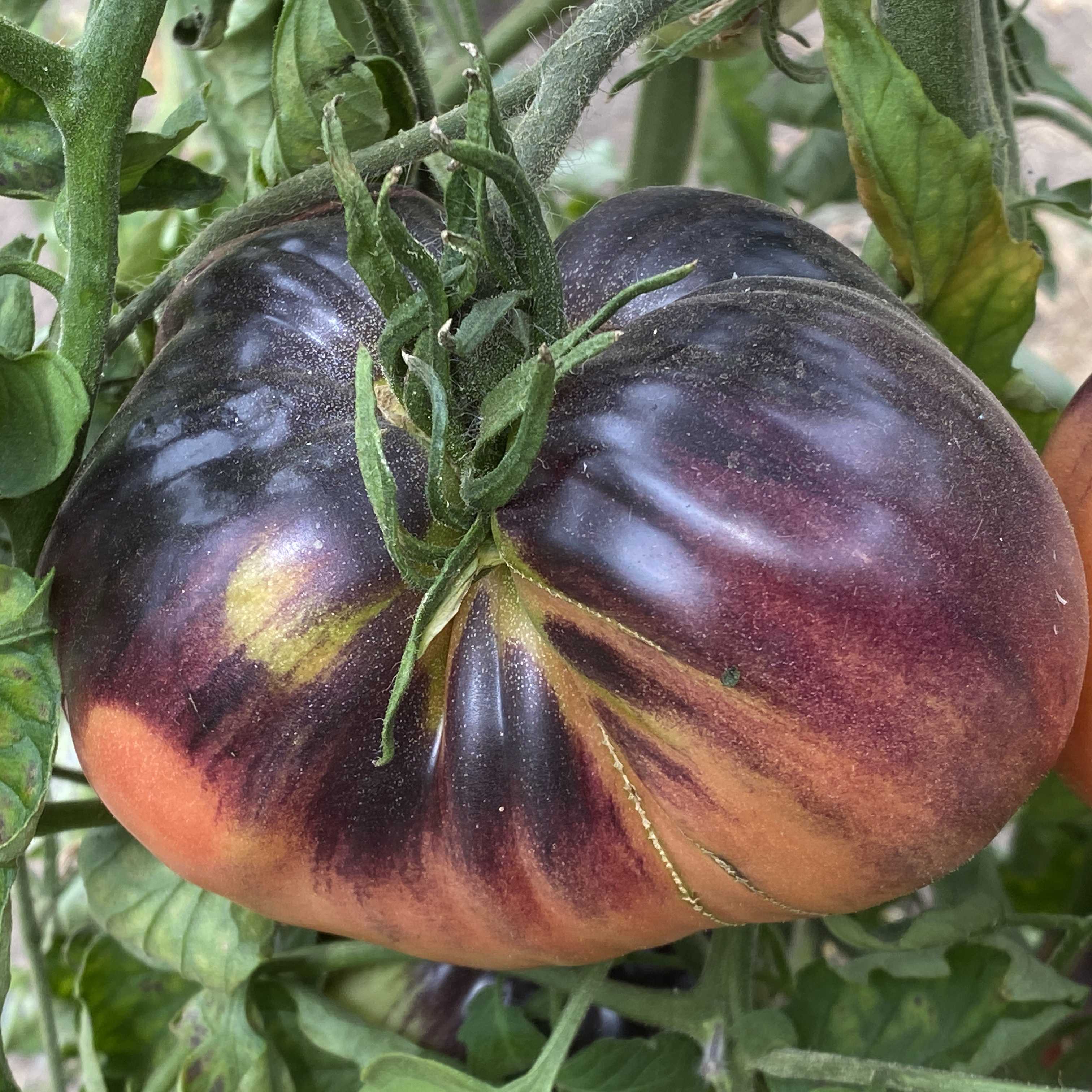 Tomatensaatgut SGT Peppers