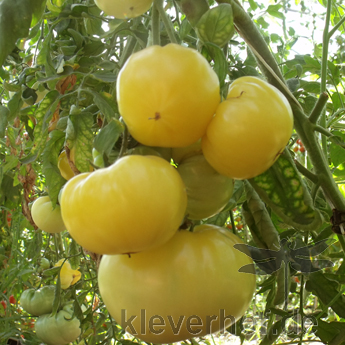 Weiß und Gelbe Tomatenfrucht mit Geschmack