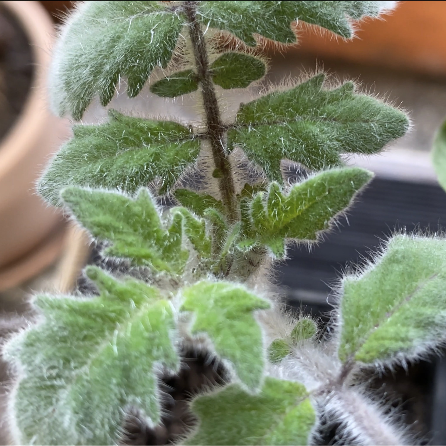 Tomatensaatgut Extravagante Rouffiange