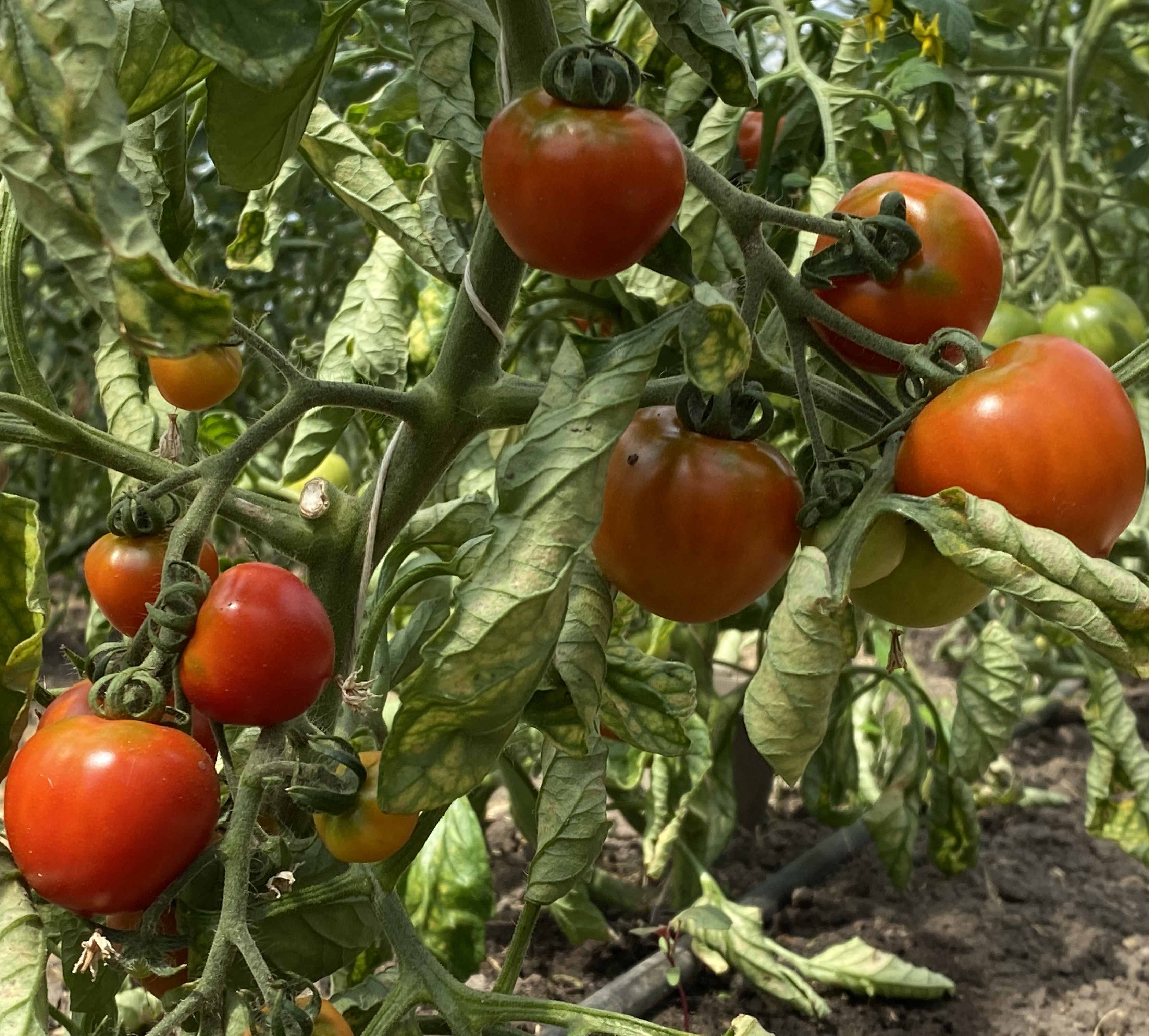 Tomatensaatgut Washington Cherry