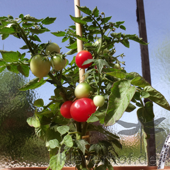 Rote Tomatenvielfalt