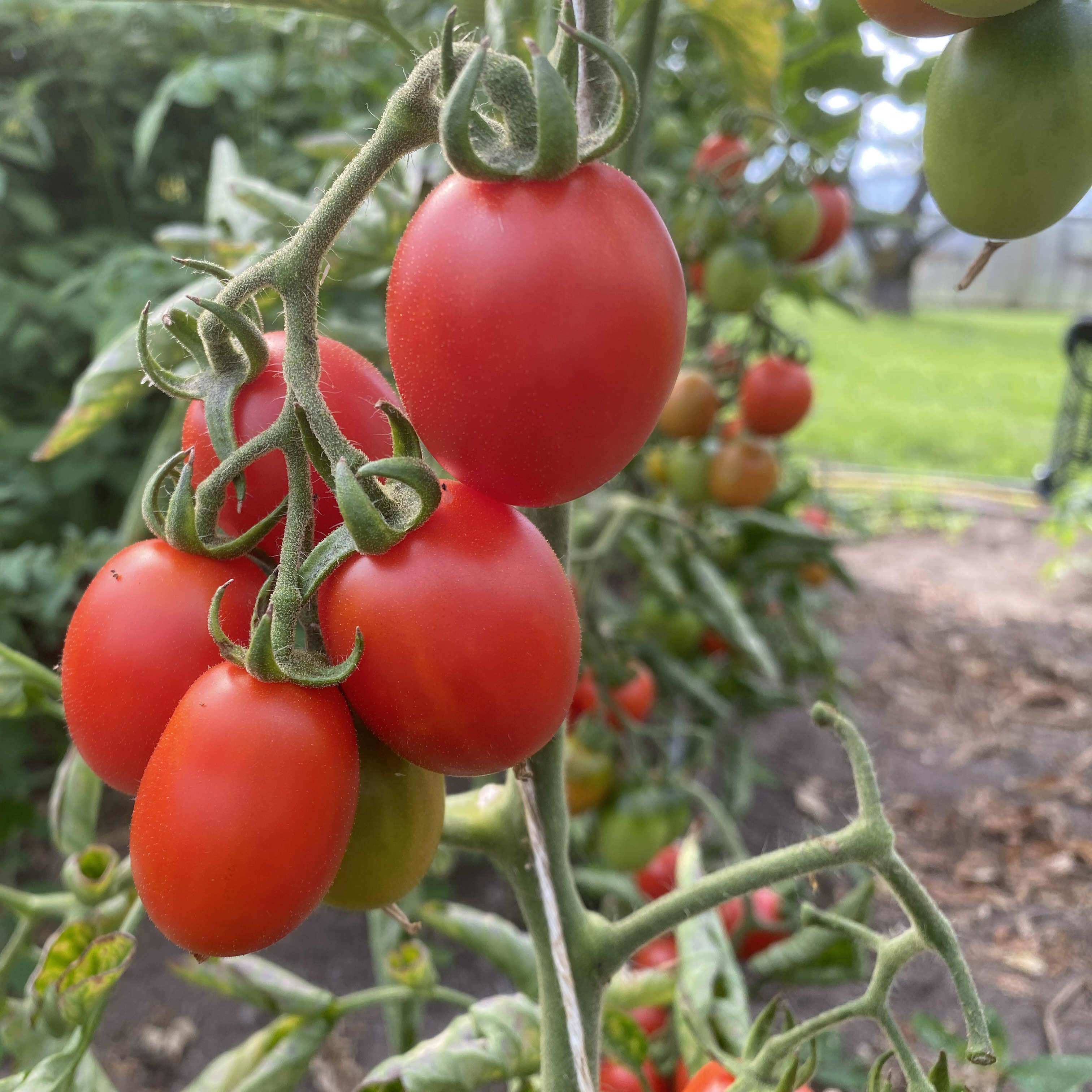 Tomatensaatgut Crumb in the Palm