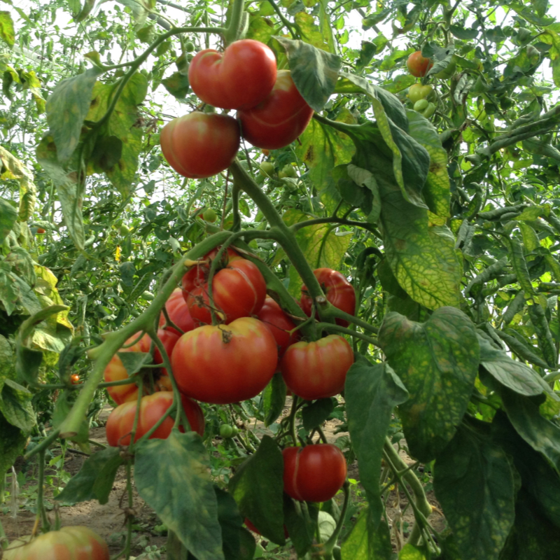 Rote Tomatenvielfalt  mit außergewöhnlichem Geschmack 