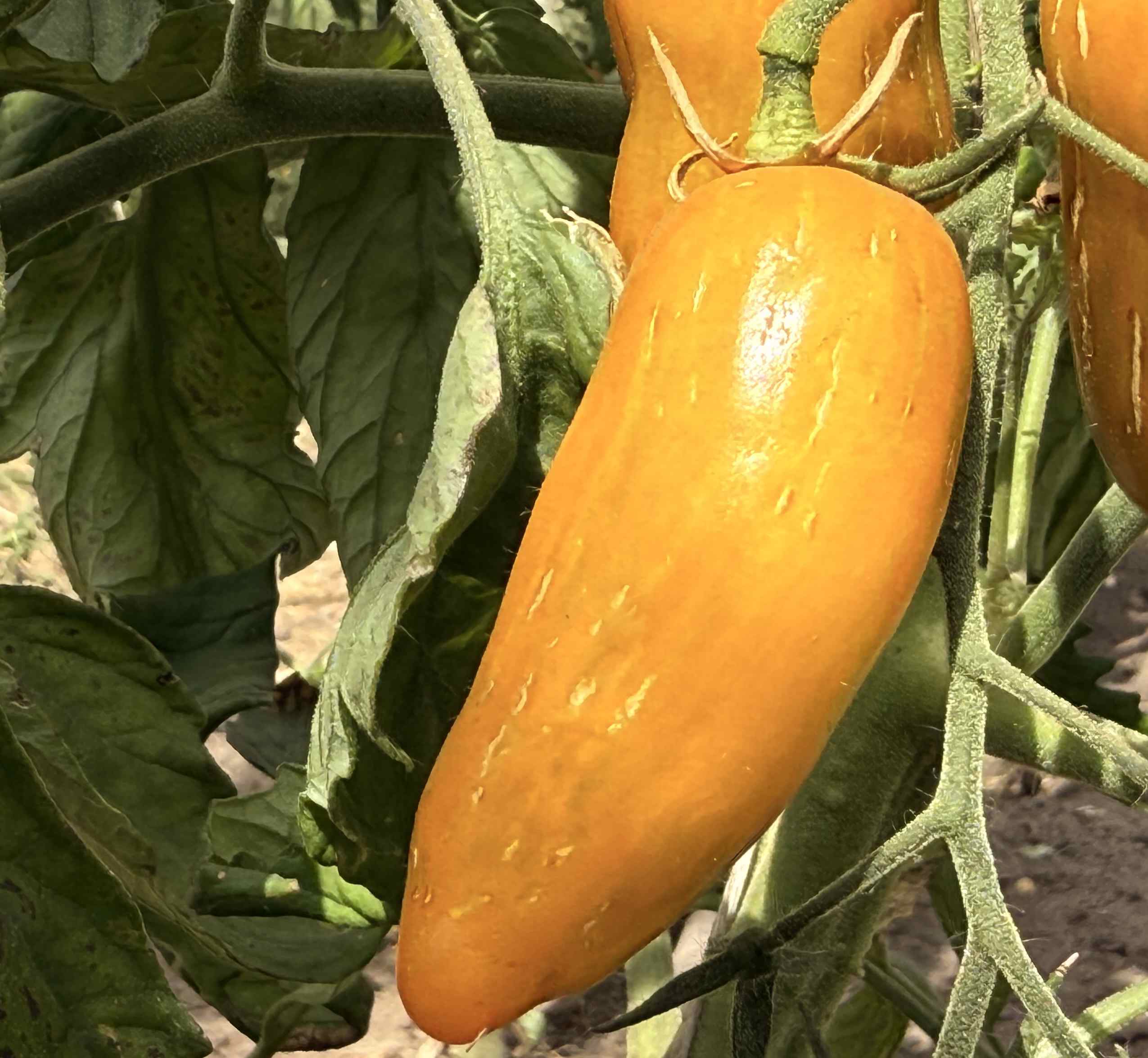 Tomatensaatgut Casady's Sunrise