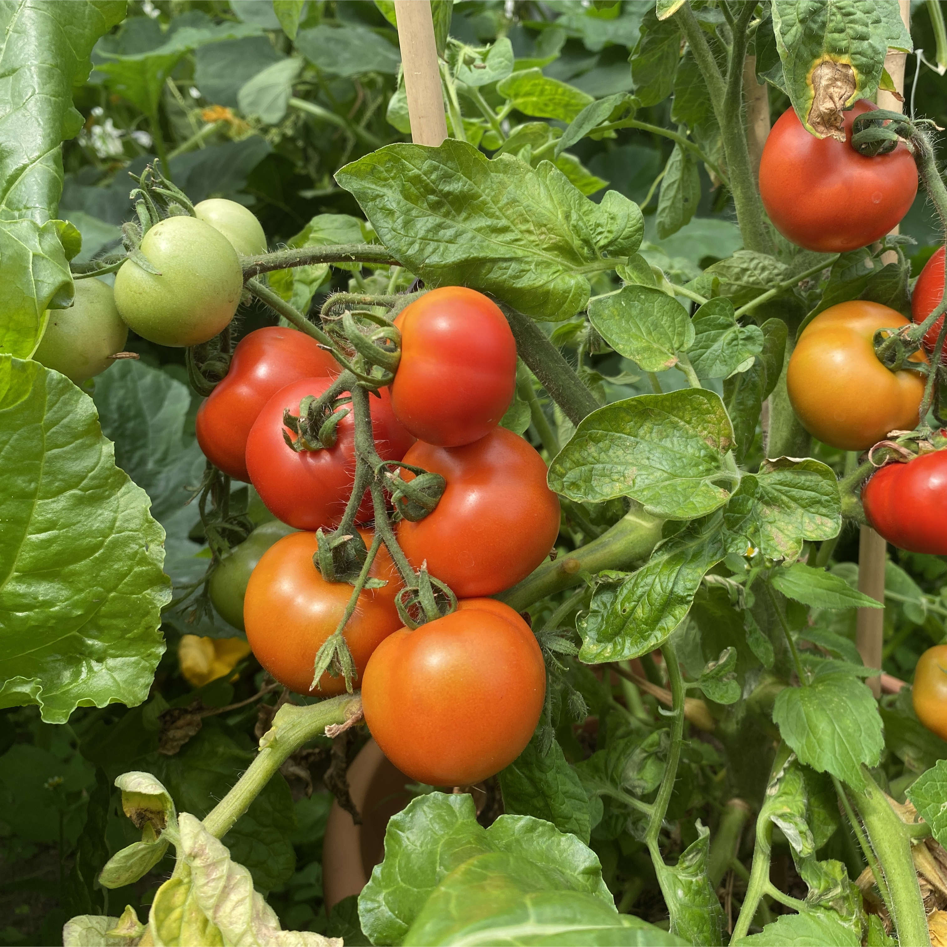 Tomatensaatgut Budaï Torpe